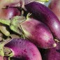 Preview: Aubergine Black Champion (Samen)
