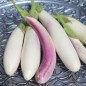 Preview: Aubergine Bride (Samen)