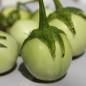 Preview: Aubergine Dwarf Lime (freilandgeeignet) (Samen)