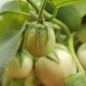 Preview: Aubergine Dwarf Lime (freilandgeeignet) (Samen)