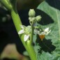 Preview: Aubergine Goyo Kumba (Samen)