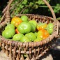 Preview: Aubergine Goyo Kumba (Samen)