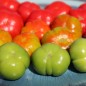 Preview: Aubergine Goyo Kumba (Samen)