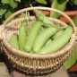 Preview: Aubergine Green Finger (Samen)
