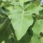 Preview: Aubergine Green Finger (Samen)