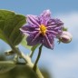 Preview: Aubergine Halflong White (freilandgeeignet) (Samen)