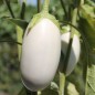 Preview: Aubergine Halflong White (freilandgeeignet) (Samen)