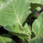 Preview: Aubergine Halflong White (freilandgeeignet) (Samen)