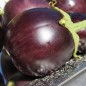 Preview: Aubergine Hallasan Jeju (Samen)