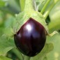Preview: Aubergine Hallasan Jeju (Samen)