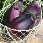 Preview: Aubergine Japonsky Karlik (Samen)