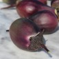 Preview: Aubergine Japonsky Karlik (Samen)