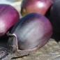 Preview: Aubergine Japonsky Karlik (Samen)