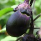 Preview: Aubergine Japonsky Karlik (Samen)