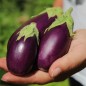 Preview: Aubergine Jewel Amethyst (freilandgeeignet) (Samen)