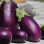 Preview: Aubergine Jewel Amethyst (freilandgeeignet) (Samen)