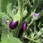 Preview: Aubergine Jewel Amethyst (freilandgeeignet) (Samen)