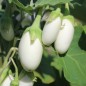 Preview: Aubergine Jewel Ivory (freilandgeeignet) (Samen)