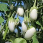 Preview: Aubergine Jewel Ivory (freilandgeeignet) (Samen)