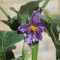Preview: Aubergine Jewel Ivory (freilandgeeignet) (Samen)