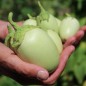 Preview: Aubergine Jewel Jade (freilandgeeignet) (Samen)