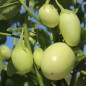 Preview: Aubergine Jewel Jade (freilandgeeignet) (Samen)