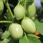 Preview: Aubergine Jewel Jade (freilandgeeignet) (Samen)