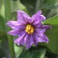 Preview: Aubergine Jewel Jade (freilandgeeignet) (Samen)