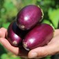 Preview: Aubergine Jewel Jet (freilandgeeignet) (Samen)