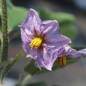 Preview: Aubergine Kazakhstan (freilandgeeignet) (Samen)