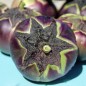 Preview: Aubergine Laura (Samen)