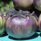 Preview: Aubergine Laura (Samen)