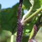 Preview: Aubergine Laura (Samen)