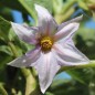 Preview: Aubergine Listada de Gandia  (Samen)