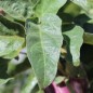 Preview: Aubergine Listada de Gandia  (Samen)