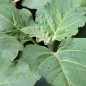Preview: Aubergine Louisiana Long Green (Samen)