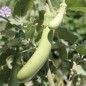 Preview: Aubergine Louisiana Long Green (Samen)