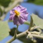 Preview: Aubergine Louisiana Long Green (Samen)