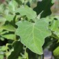 Preview: Aubergine Manresa Verde (Samen)