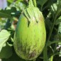 Preview: Aubergine Manresa Verde (Samen)