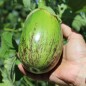 Preview: Aubergine Manresa Verde (Samen)