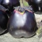 Preview: Neu! Aubergine Mitoyo (Samen)