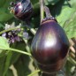 Preview: Neu! Aubergine Mitoyo (Samen)