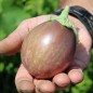 Preview: Aubergine Redonda (Samen)