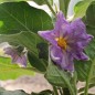 Preview: Aubergine Redonda (Samen)