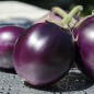 Preview: Aubergine Round Purple (freilandgeeignet) (Samen)