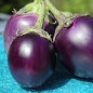 Preview: Aubergine Round Purple (freilandgeeignet) (Samen)
