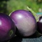 Preview: Aubergine Round Purple (freilandgeeignet) (Samen)