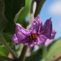 Preview: Aubergine Round Purple (freilandgeeignet) (Samen)