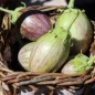 Preview: Aubergine Udmalbet (freilandgeeignet) (Samen)